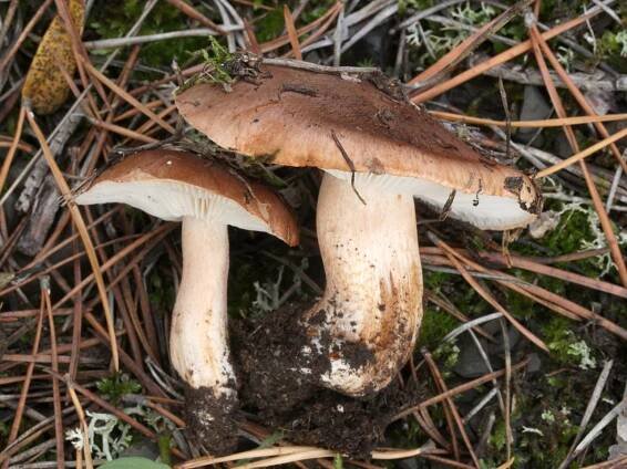 Tricholoma - čirůvka - myko.cz