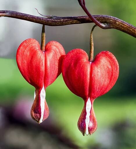 New secrets of flower diversity revealed