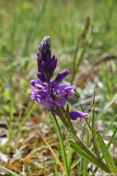 Polygala comosa | Květena Šumavy