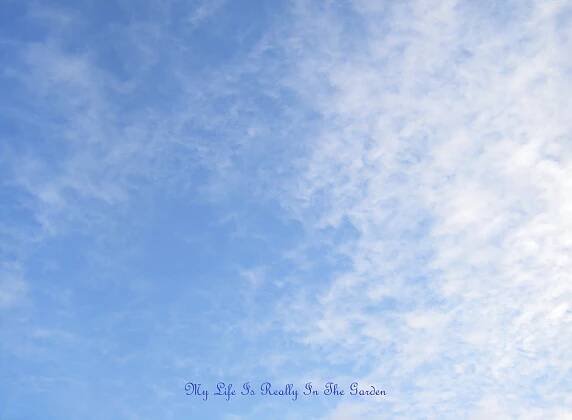 January | 2014 | My Garden – Mon Jardin – Mi Jardin – Mein Garten - Daily Adventures & Thoughts