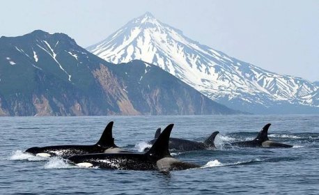 Top 10 enormních faktů o velrybách