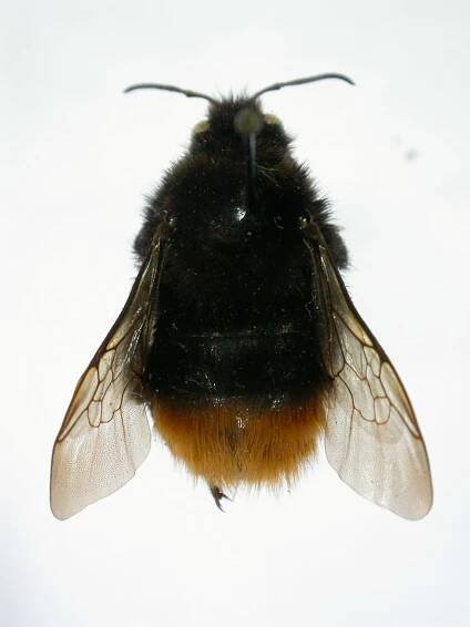 Čmeláci - Čmeláci