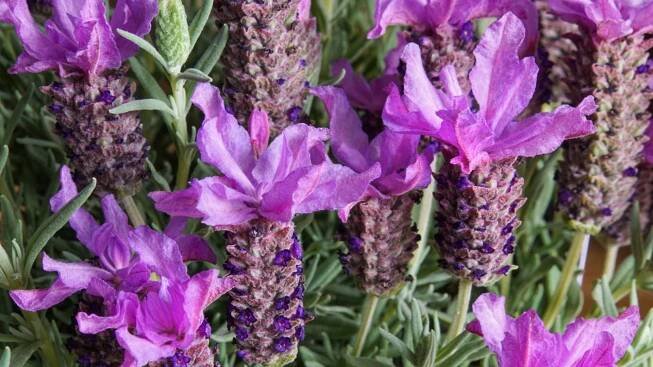 Levandule korunkatá (Lavandula stoechas) 