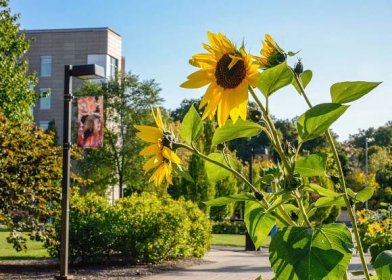 Sunflowers East Campus