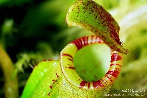 Fotogalerie rodu Nepenthes - láčkovka | Tomáš Matonoha