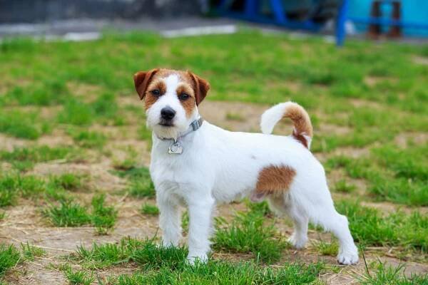 Jack Russell teriér pes — Stock obrázek