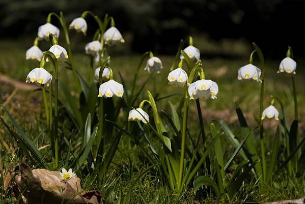 Bledule jarní (Leucojum vernum)