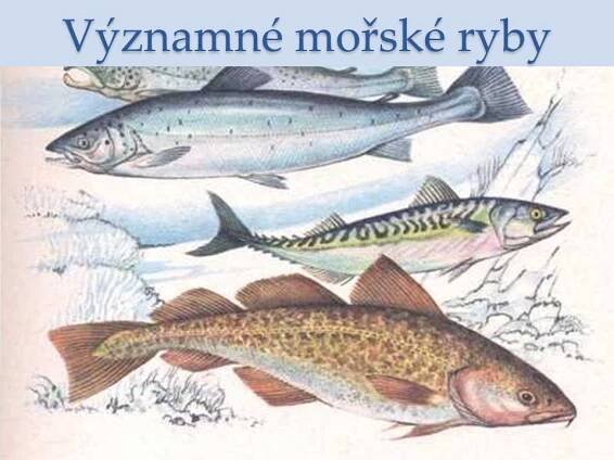 Významné mořské ryby – Materiály pro žáky ZŠ