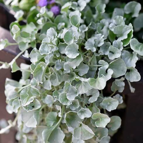 Stříbrný déšť – Dichondra emerals – osivo deště