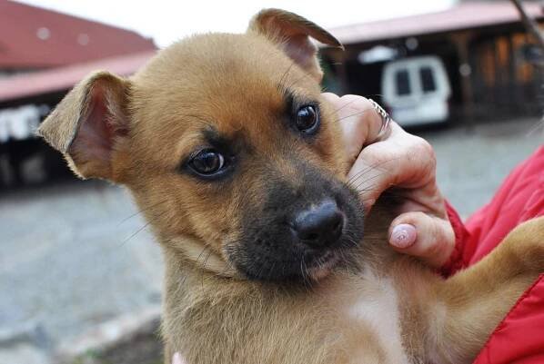 SATURDAY z Jimlína - ADOPTOVANÁ - Home4Pets