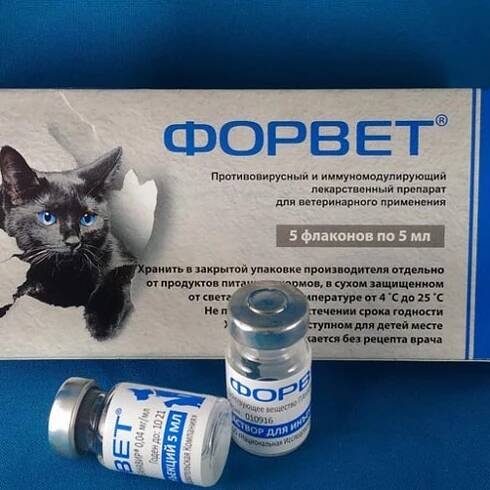 Что делать, если кошка линяет? Как это предотвратить? - Dogs-My-Friend.ru