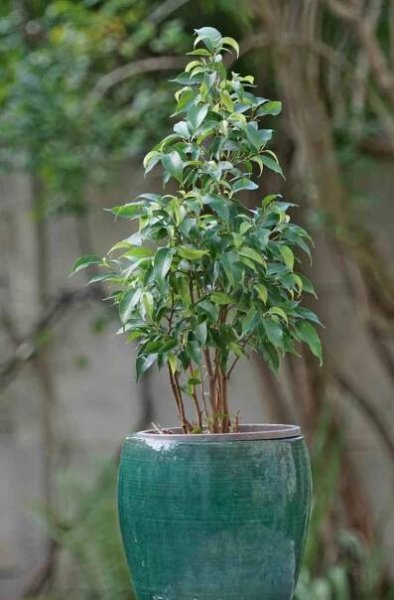 ficus benjamina nastaja bonsai