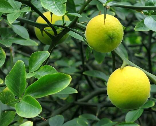 Soubor:Citrus trifoliata fruits.jpg – Wikipedie