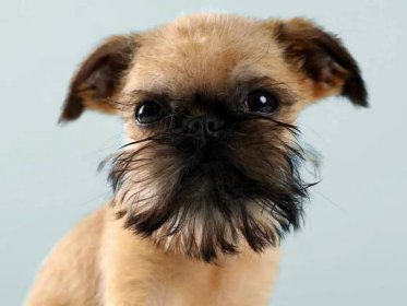 A Comprehensive Guide to Brussels Griffon: Characteristics, Care, and More