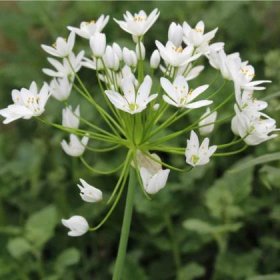 Okrasný česnek – Allium neapolitanum – česneky – cibule – pěstování