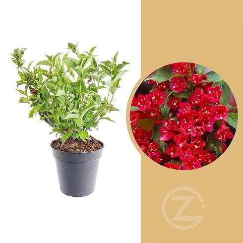 Vajgélie, Weigela Red Prince velikost kontejneru 5 l skladem