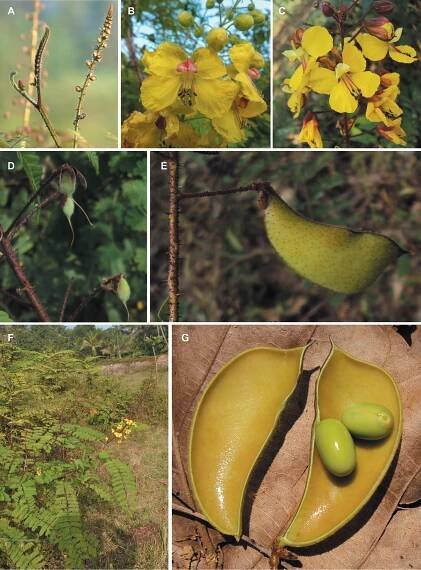 A new generic system for the pantropical Caesalpinia group (Leguminosae)