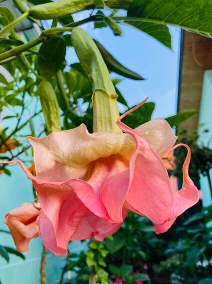 EVELYN | Brugmansia