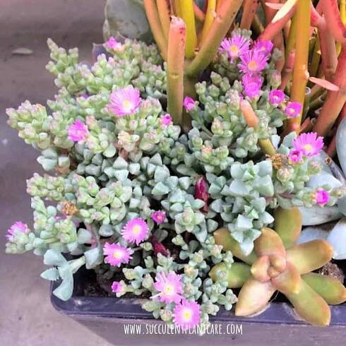Oscularia Deltoides 'Pink Ice Plant' Care and Propagation