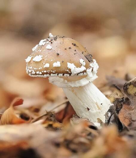 Amanita - muchomůrka