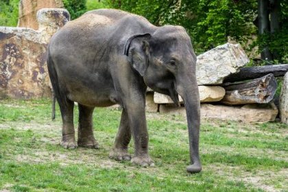 Zoo Praha očekává narození dvou dalších slůňat