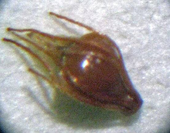 Digital Flora of Newfoundland and Labrador. Cyperaceae: Sedge Family [Non-Carex]. Open Image Dossier. 