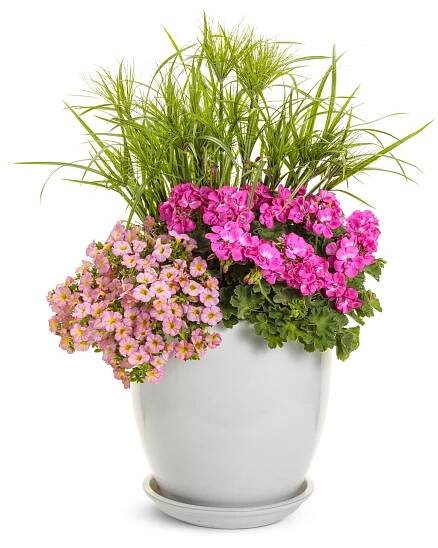 Boldly® Hot Pink - Geranium - Pelargonium interspecific | Proven Winners