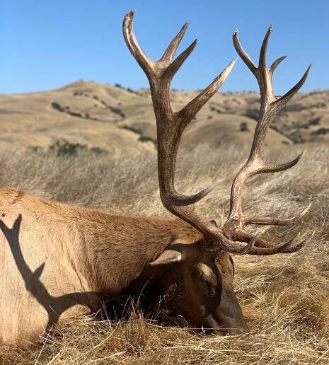 Recent discounts, cancellations, and special pricing on short notice hunts