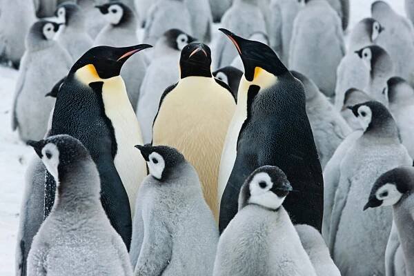 tipos de pingüinos 3