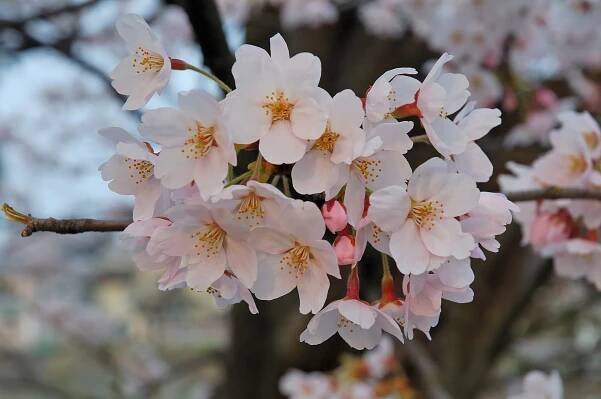 Súbor:2007 Sakura of Fukushima-e 007.jpg – Wikipédia
