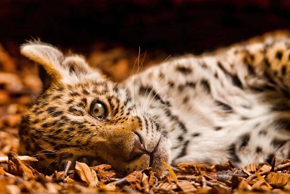 An up-close view of a beautiful Leopard in its full glory.