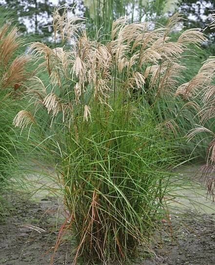Miscanthus sinensis 'Graziella' , Ozdobnice čínská, K9,K11