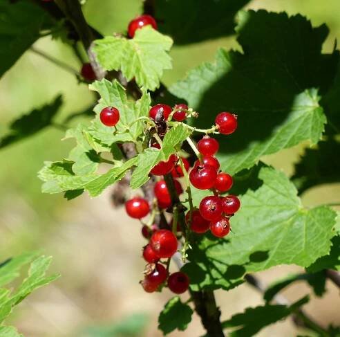 Ribes rubrum L. - Portale della Flora d'Italia / Portal to the Flora of Italy