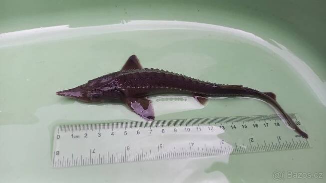Jeseter sibiřský 20cm - České Budějovice
