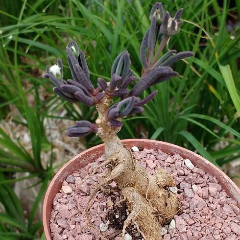 Mestoklema arboriforme - Seeds - Sunnyplants.com