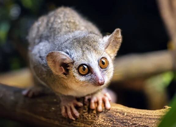 Early mammals had slower growth rates and lived longer