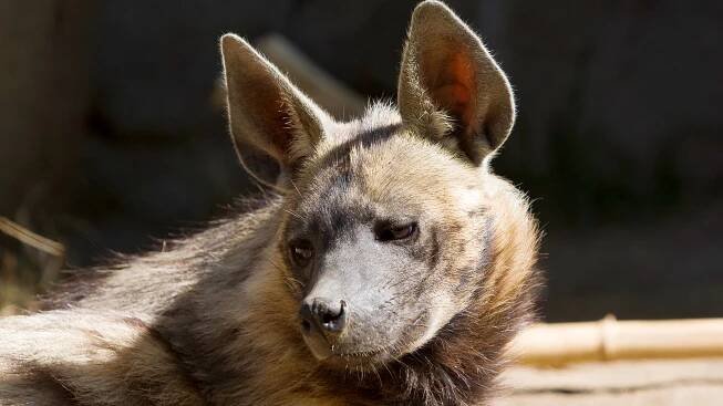 A striped hyena looks slightly to the left as is suns itself in front of its den