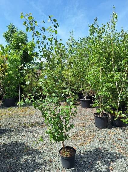 Betula utilis var. jacquemontii, výška 125-150cm, kontejner 12l