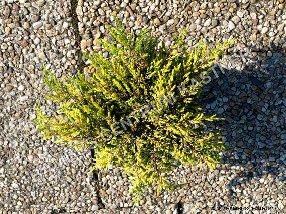 Juniperus communis ‚Goldschatz‘ – Jalovec obecný