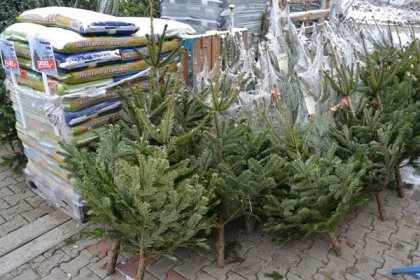 Prodej vánočních stromků začal. Lidé budou muset sáhnout hlouběji do kapsy