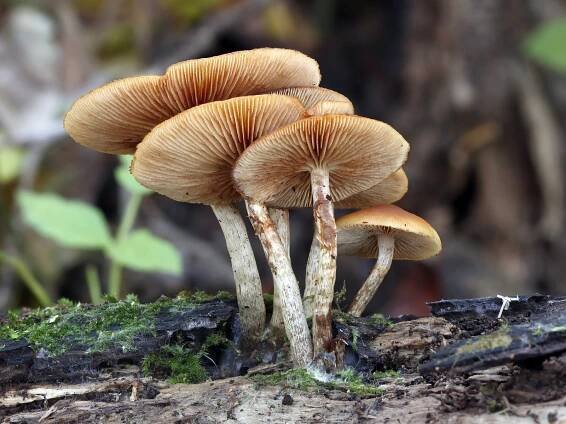 Galerina marginata - čepičatka jehličnanová - myko.cz