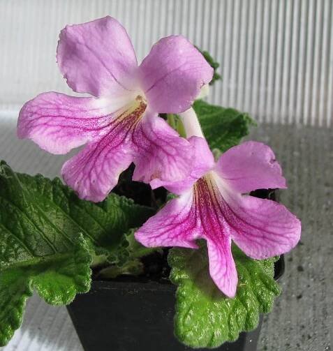 Streptocarpus "stella" — Květinářství Plantica