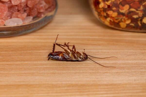 mrtvý orientální šváb na kuchyňské lince. koncepce ochrany proti škůdcům, zamoření hmyzem a bezpečnosti potravin. - restaurant pest control - stock snímky, obrázky a fotky