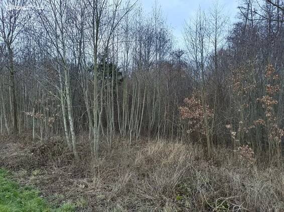 Pozemky Černčice, okres Náchod a plynová zbraň