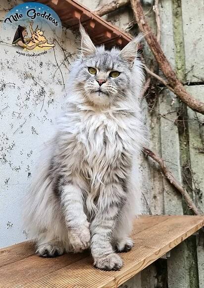 Mainská mývalí kočka s PP | iFauna.cz