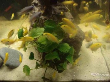 Labidochromis yellow - Tlamovec žlutý - foto 2