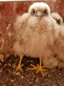 Poštolka obecná (Falco tinnuncullus) - Fotografie a videa