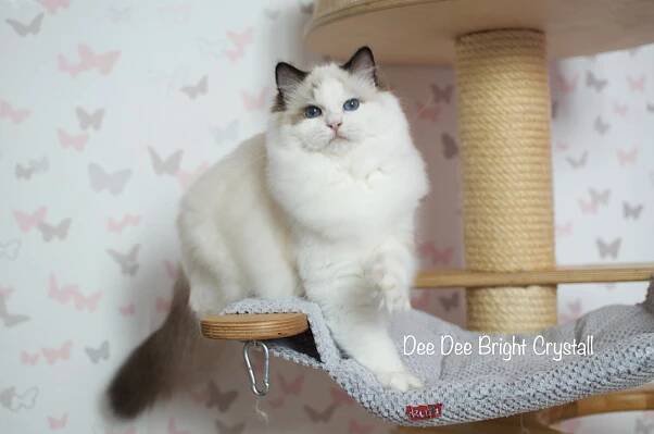 Dee Dee Bright Crystall – Bright Crystall Ragdolls