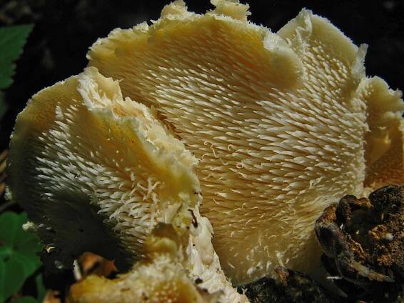 Hericium cirrhatum - ježatec různozubý