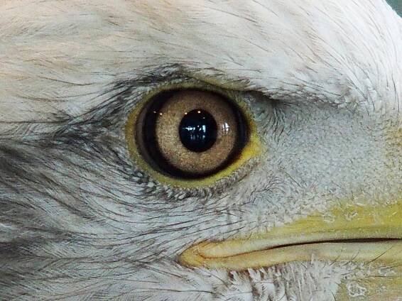 Bald eagle eye close up